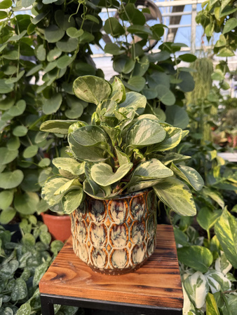 OSŁONKA VIVA CYLINDER BROWN P14