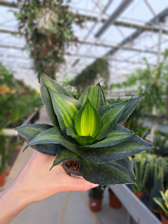 SANSEVIERIA LOOP'S PRIDE HAHNII P9.
