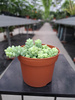 SEDUM BURRITO P12