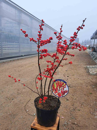 OSTROKRZEW OKÓŁKOWY