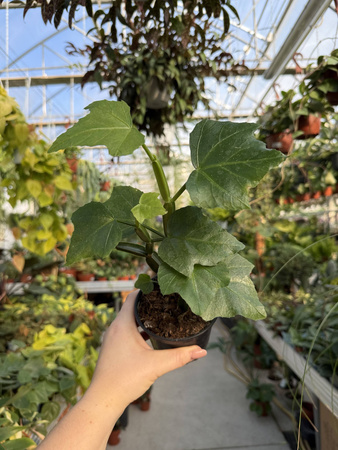 CISSUS QUADRANGULARIS P10