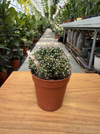 CACTUS KWITNĄCY P5,5