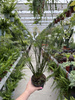 CYPERUS HASPAN P13
