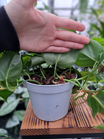 PHILODENDRON  SCANDENS P13