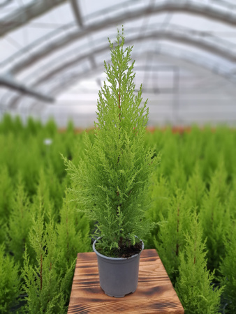 CYPRYSIK GOLDCREST WILMA P10,5