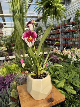 MILTONIOPSIS MIX P9