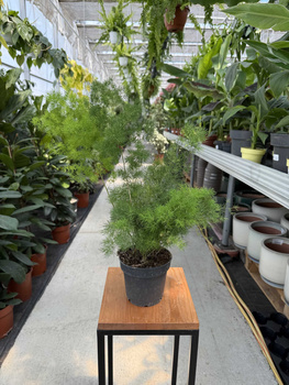 ASPARAGUS UMBELATUS P12