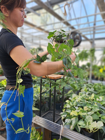 MONSTERA SILTEPECANA DŁUGI ZWIS P16