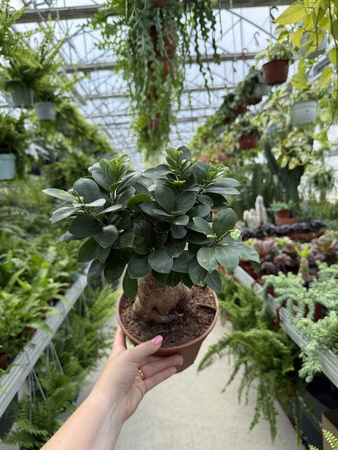 FICUS GINSENG P17