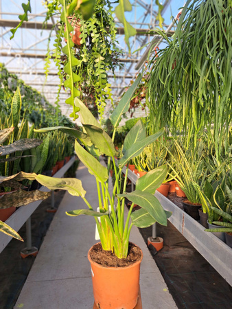 STRELITZIA REGINAE P24