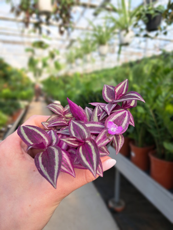 TRADESCANTIA PINK PARADISE P6
