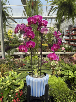 PHALENOPSIS MULTIFLORATYPES ANTHURA MORELIA P12