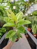 FICUS MOONSHINE SHIVEREANA P17