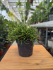 RHIPSALIS CASSUTHA P9