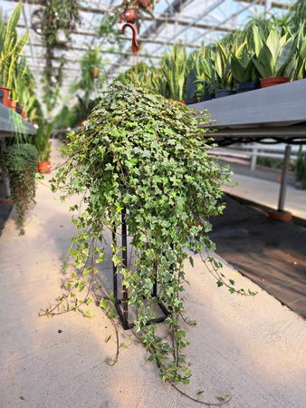 HEDERA HELIX P19 BIAŁY LIŚĆ