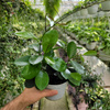 HOYA AUSTRALIA P13