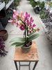 PHALENOPSIS 2 SPIKE AMORION P12