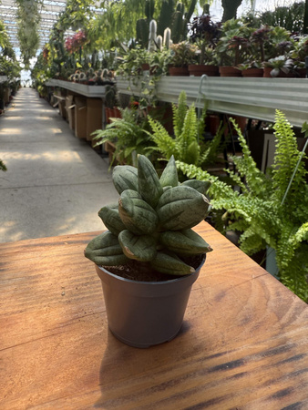 SANSEVIERIA PYRAMID CROWN P6