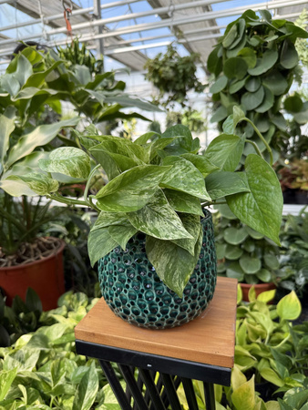 OSŁONKA DROPS POT EMERALD P13,5