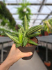 SANSEVIERIA CYLINDRICA INTI P12