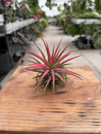 TILLANDSIA IONANTHA P10