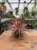 TILLANDSIA IONANTHA P10
