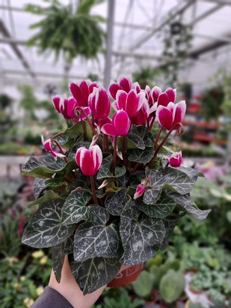 CYCLAMEN BIAŁO-RÓŻOWY P10