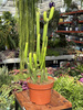 EUPHORBIA CEDORUM P13