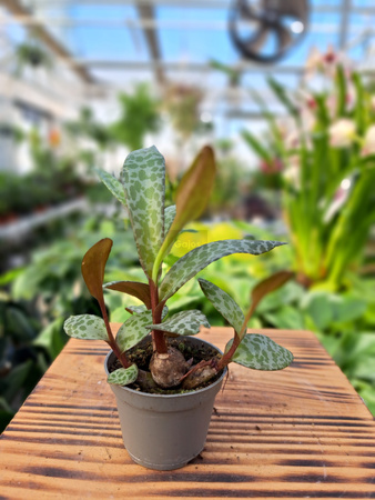 LEDEBOURIA SOCIALIS P6