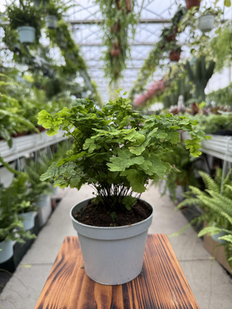 PAPROĆ ADIANTUM MONOCOLOR P13