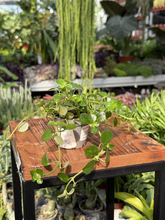 PILEA DEPRESSA P6