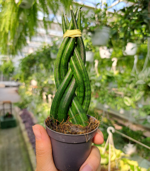 SANSEVIERIA CYLINDRICA WARKOCZ P6