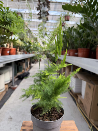 ASPARAGUS PLUMOSUS P12