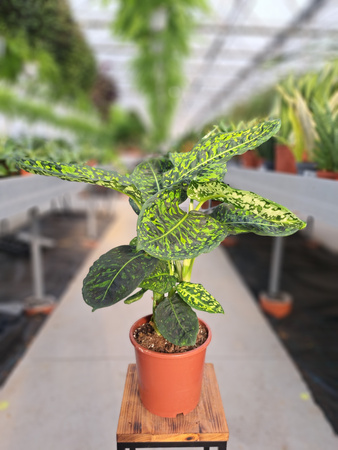 DIEFFENBACHIA REFLECTOR P17