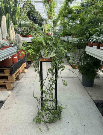 MONSTERA ACUMINATA P20