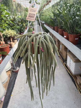 CACTUS APOROCACTUS P14