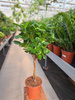 FICUS MICROCORPA MOCLAME P17
