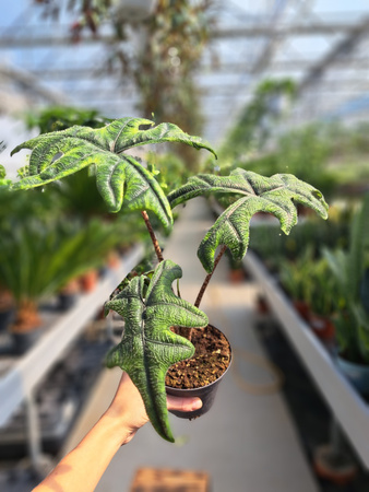 ALOCASIA JACKLYN P12