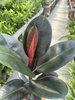 FICUS ELASTICA P17