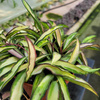 HOYA WAYETII TRICOLOR P12
