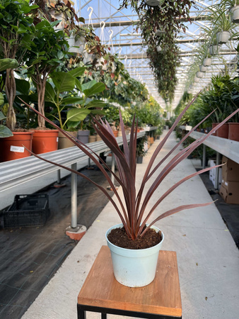 CORDYLINA RED STAR P13
