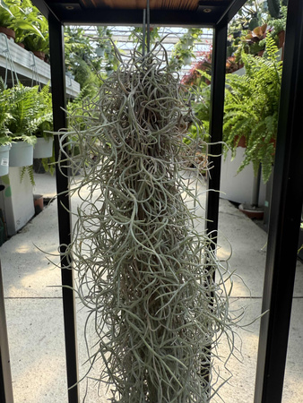 TILLANDSIA USNEOIDES