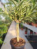 DRACENA  REFLEXA BRAIDED STEM P19
