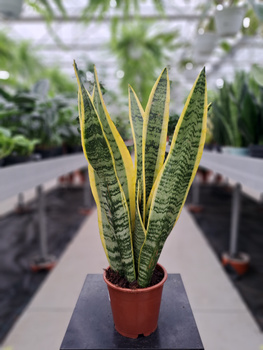 SANSEVIERIA LAURENTII P12