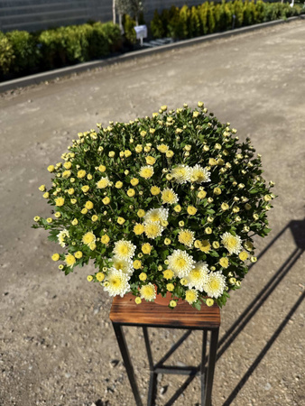 CHRYZANTEMA DROBNOKWIATOWA BIAŁA