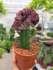 EUPHORBIA CRISTATA P10