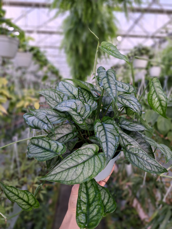 MONSTERA SILTEPECANA P12