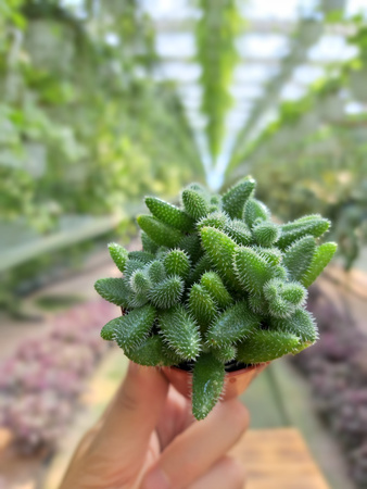 DELOSPERMA P5,5