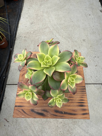 AEONIUM KIWI P10