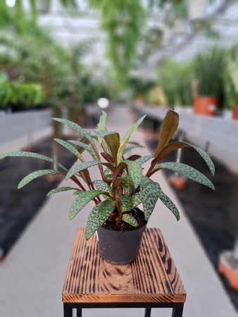 LEDEBOURIA SOCIALIS P12